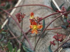 Dinemandra ericoides