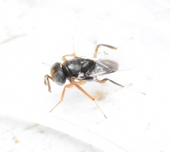 Encyrtidae