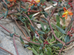 Dinemandra ericoides