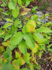 Lonicera utahensis
