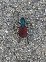Cicindela scutellaris