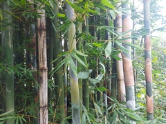 Bambusa oldhamii