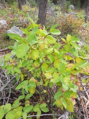 Lonicera utahensis