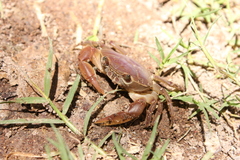 Pseudothelphusa