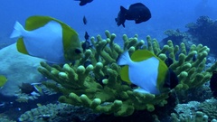 Hemitaurichthys polylepis