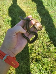 Thamnophis sirtalis pallidulus