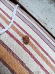 Carpocoris fuscispinus