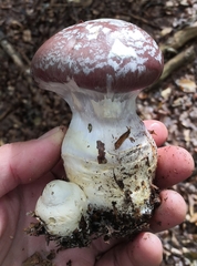 Cortinarius praestans