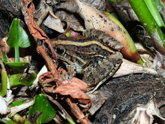 Leptodactylus fuscus