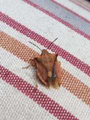 Carpocoris fuscispinus