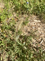Setaria