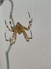 Araneus gemmoides