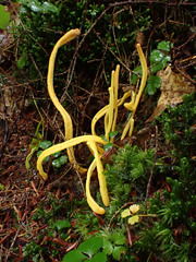 Clavulinopsis helvola