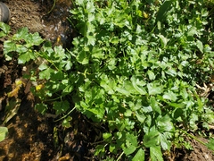 Cyclospermum leptophyllum