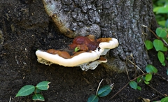 Ganoderma resinaceum