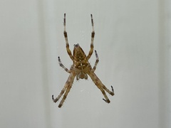 Araneus gemmoides