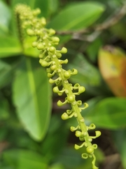 Sarcopera sessiliflora