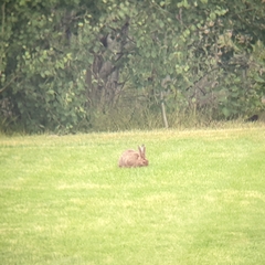 Lepus americanus