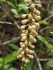 Sarcopera sessiliflora