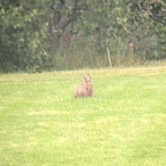 Lepus americanus