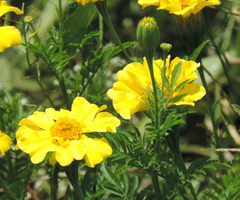 Tagetes