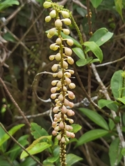 Sarcopera sessiliflora