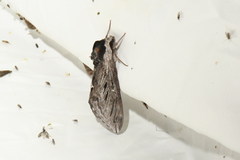 Sphinx poecila