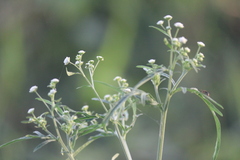 Parthenium hysterophorus
