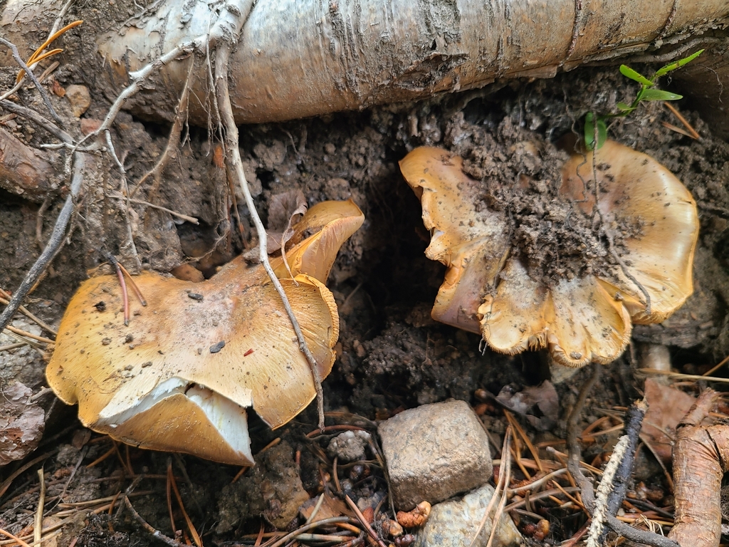 Phlegmacium norrlandicum