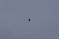 Dendrocygna javanica