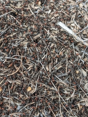 Formica obscuripes