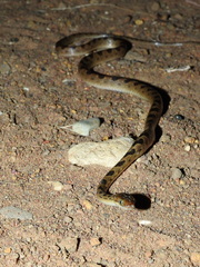 Leptodeira ornata