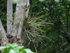 Tillandsia schiedeana