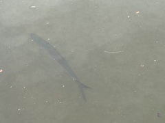 Megalops atlanticus
