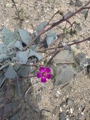 Cistanthe grandiflora
