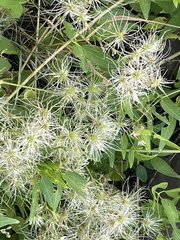 Clematis ligusticifolia