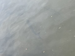 Megalops atlanticus