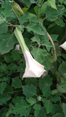 Datura discolor