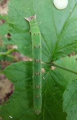 Mesoleuca albicillata