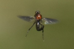 Dilophus spinipes