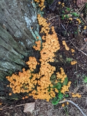Xeromphalina