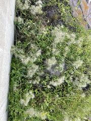 Clematis ligusticifolia