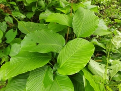 Calathea lutea