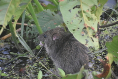 Rattus rattus