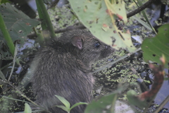 Rattus rattus