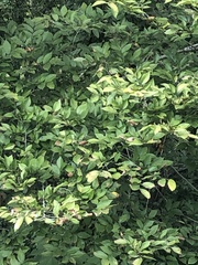 Ulmus alata