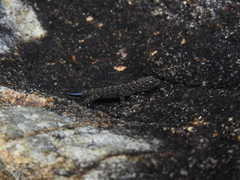 Gonatodes albogularis albogularis