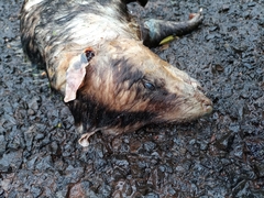 Didelphis albiventris