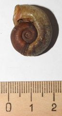 Planorbarius corneus