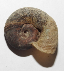 Planorbarius corneus